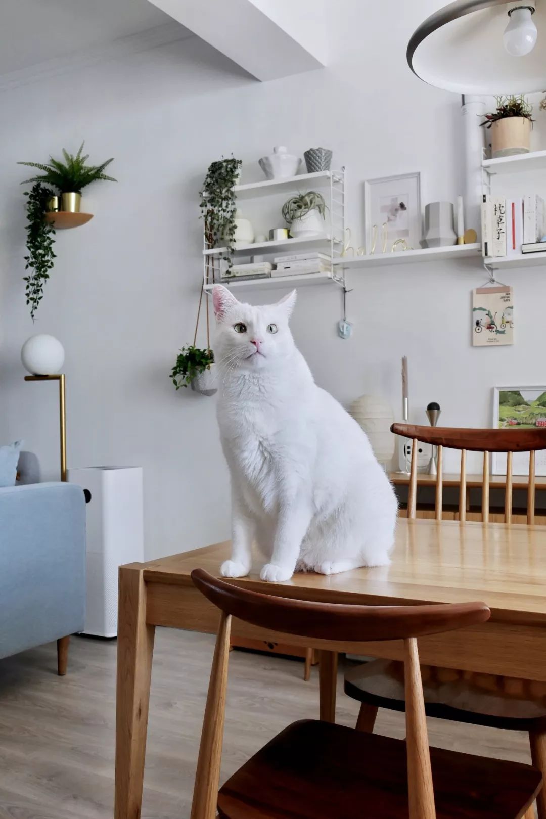 70后丁克族，两人1猫90m²北欧风的家，生活当然是过给自己的！