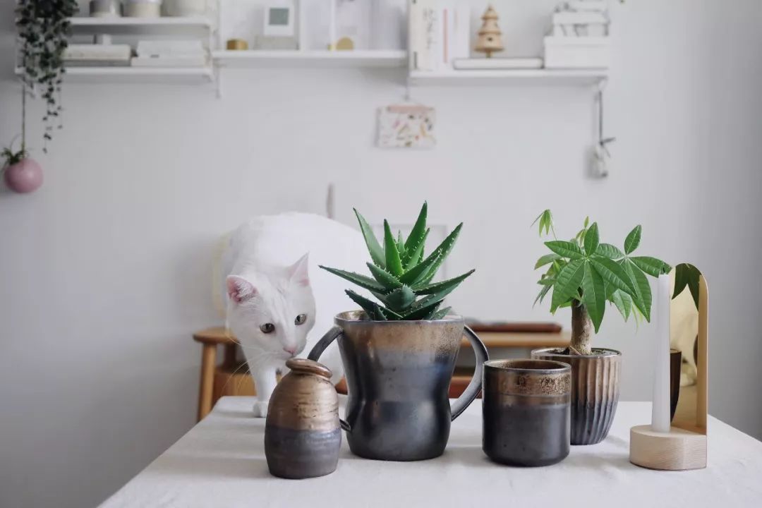 70后丁克族，两人1猫90m²北欧风的家，生活当然是过给自己的！