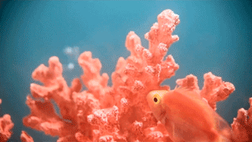 如何正确使用2019年度色珊瑚橘?